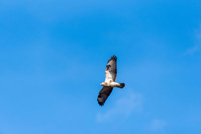 Low angle view of eagle flying against clear blue sky