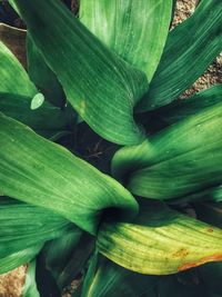 Full frame shot of fresh green leaf