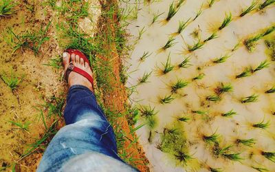 Low section of person standing on leaves