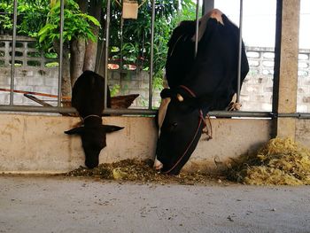 Rear view of person standing on metal structure