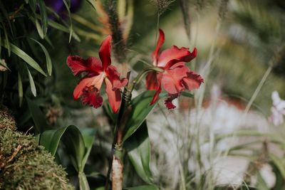 Close-up of red flowering plant