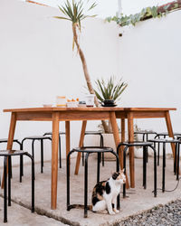 Cat sitting under stool in sidewalk cafe