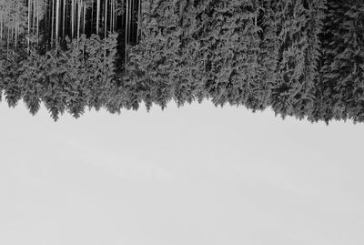 Frozen trees on snow covered field
