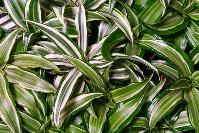 Dracaena deremensis leaves close up. close up of green with white leaves plant