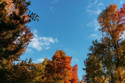 Low angle view of trees against sky during autumn