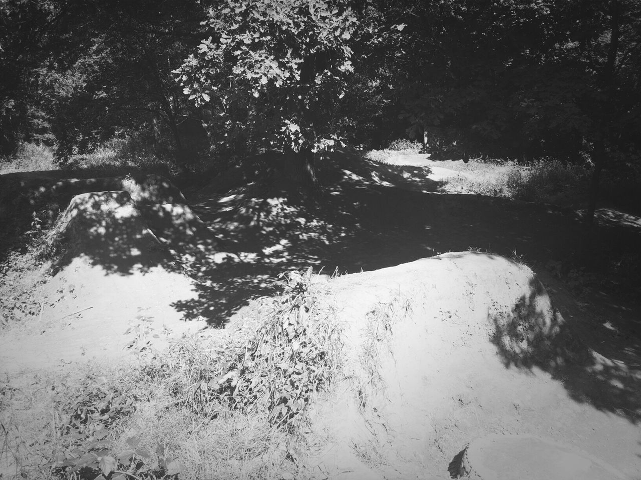 tree, water, season, nature, tranquility, weather, winter, wet, snow, cold temperature, day, beauty in nature, high angle view, outdoors, puddle, reflection, no people, tranquil scene, branch, forest