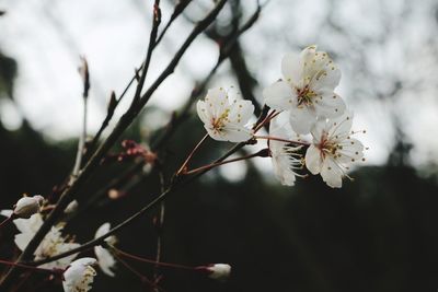 Close-up of apple blossoms in spring