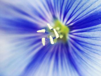 Close-up of flower head