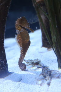 Close-up of a horse in water