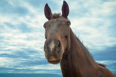 Portrait of horse against sky