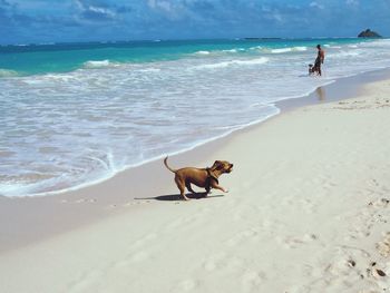 Dog on beach