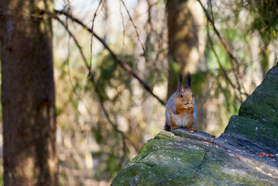 Squirrel on tree trunk