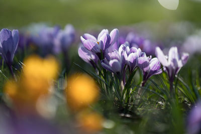 Close-up of purple crocus blooming outdoors