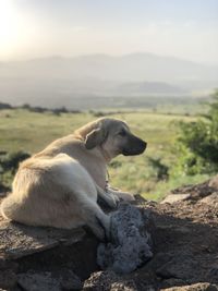 Dog relaxing on rock