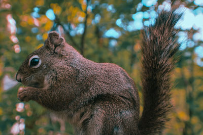 Close-up of squirrel on tree