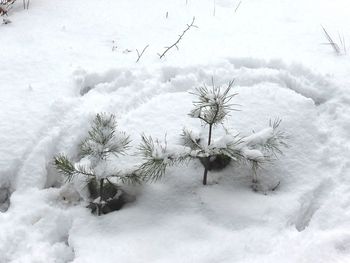 Close-up of plants against sky