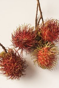Close-up of orange fruit against white background