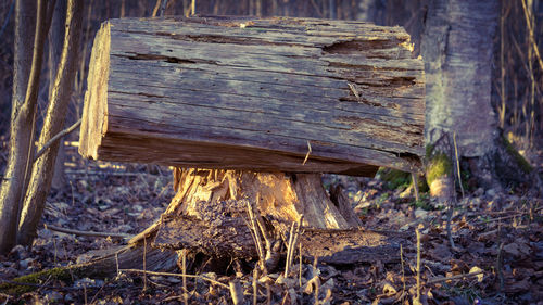 High angle view of wood on field in forest