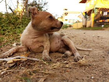 Cute little puppy sitting in the  street .