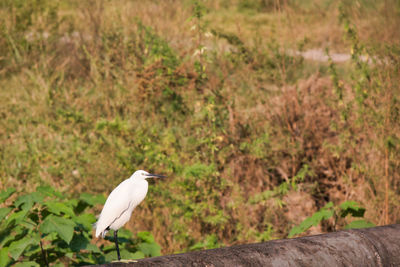 Bird perching on a plant