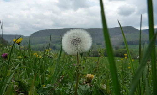 Close-up of dandelion on field against sky