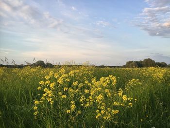 Scenic view of oilseed rape field against sky
