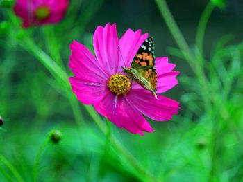 Close-up of butterfly pollinating on pink flower