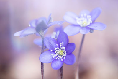 Close-up of purple flowering plant