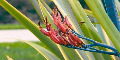 Close-up of insect on plant