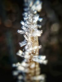 Close-up of illuminated christmas tree