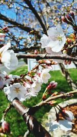 Low angle view of apple blossoms in spring