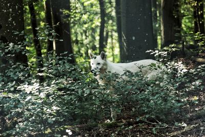 View of a dog in the forest