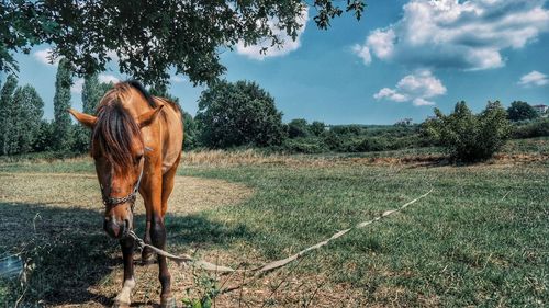 Horse on field against sky