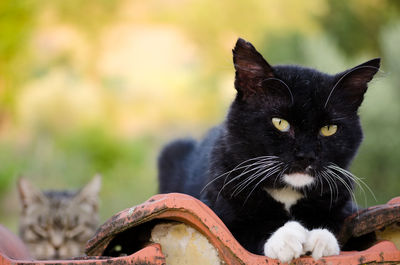 Close-up of cats on rooftop.