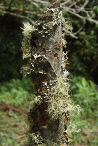 Close-up of plants