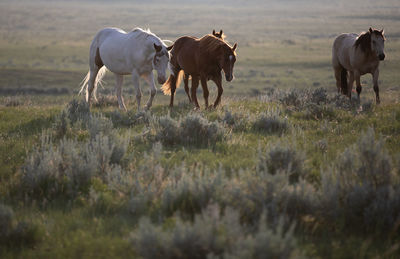 Horses in a field