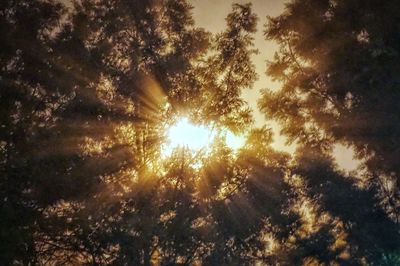 Low angle view of trees in forest