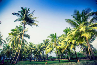 Low angle view of palm trees against sky
