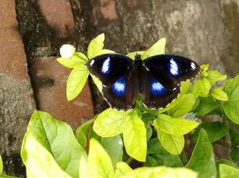 Close-up of butterfly on plant