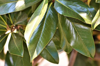 Close-up of fresh green leaves