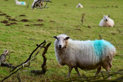 Sheep standing in a field