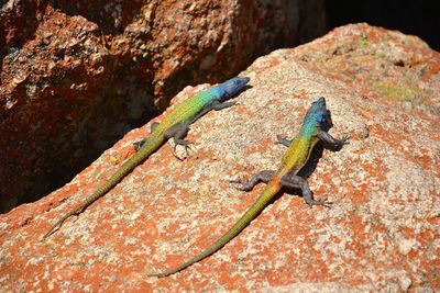 Close-up of lizard on rock