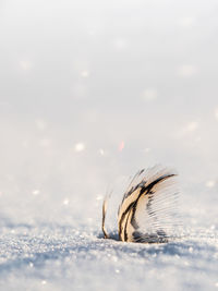 Close-up of water splashing on land
