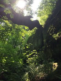 Trees in forest