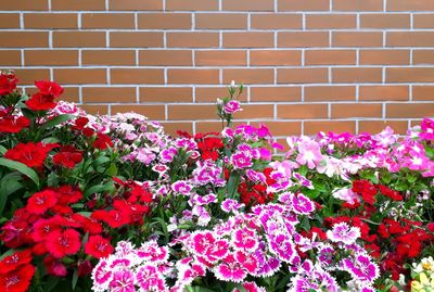 Close-up of pink flowering plants against brick wall