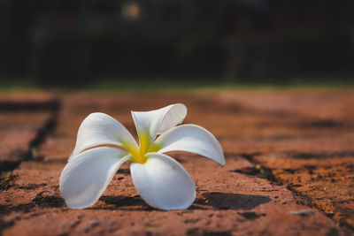 Close-up of white frangipani flower on land