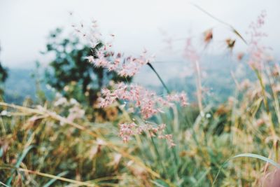 Close-up of flowers