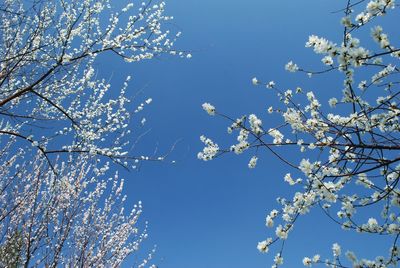 Low angle view of blooming tree against clear blue sky