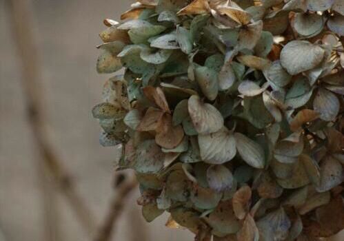 close-up, dry, leaf, freshness, fragility, nature, focus on foreground, abundance, growth, selective focus, high angle view, no people, large group of objects, day, plant, still life, brown, outdoors, textured