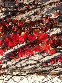 Bare trees in a row on sunny day